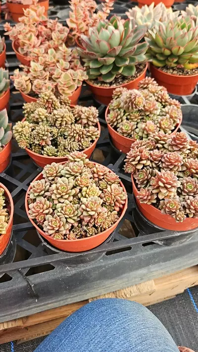 plant/Cremnosedum lil gem gc-0-thumbnail