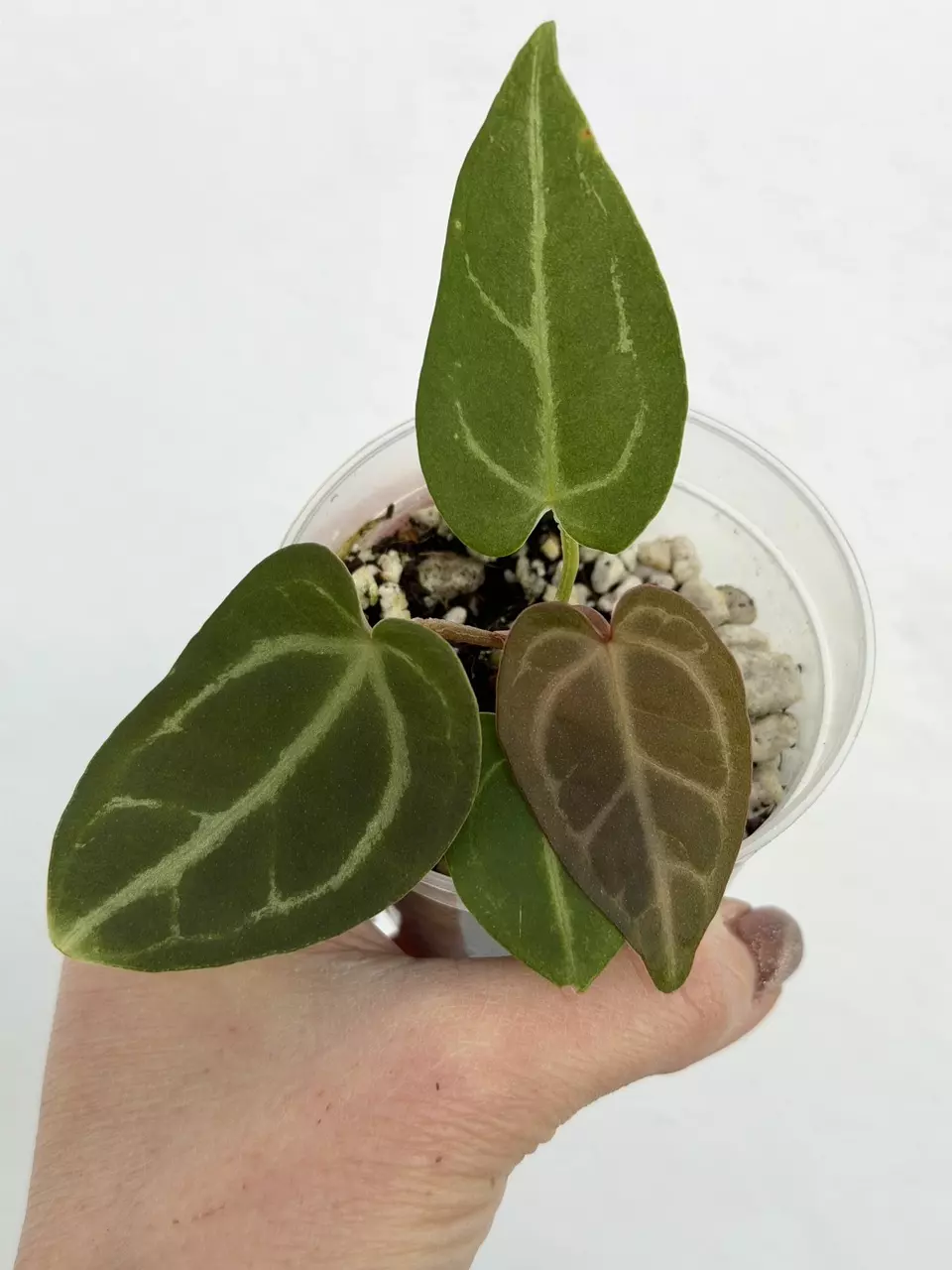 plant/3” Anthurium Zara x Self-0