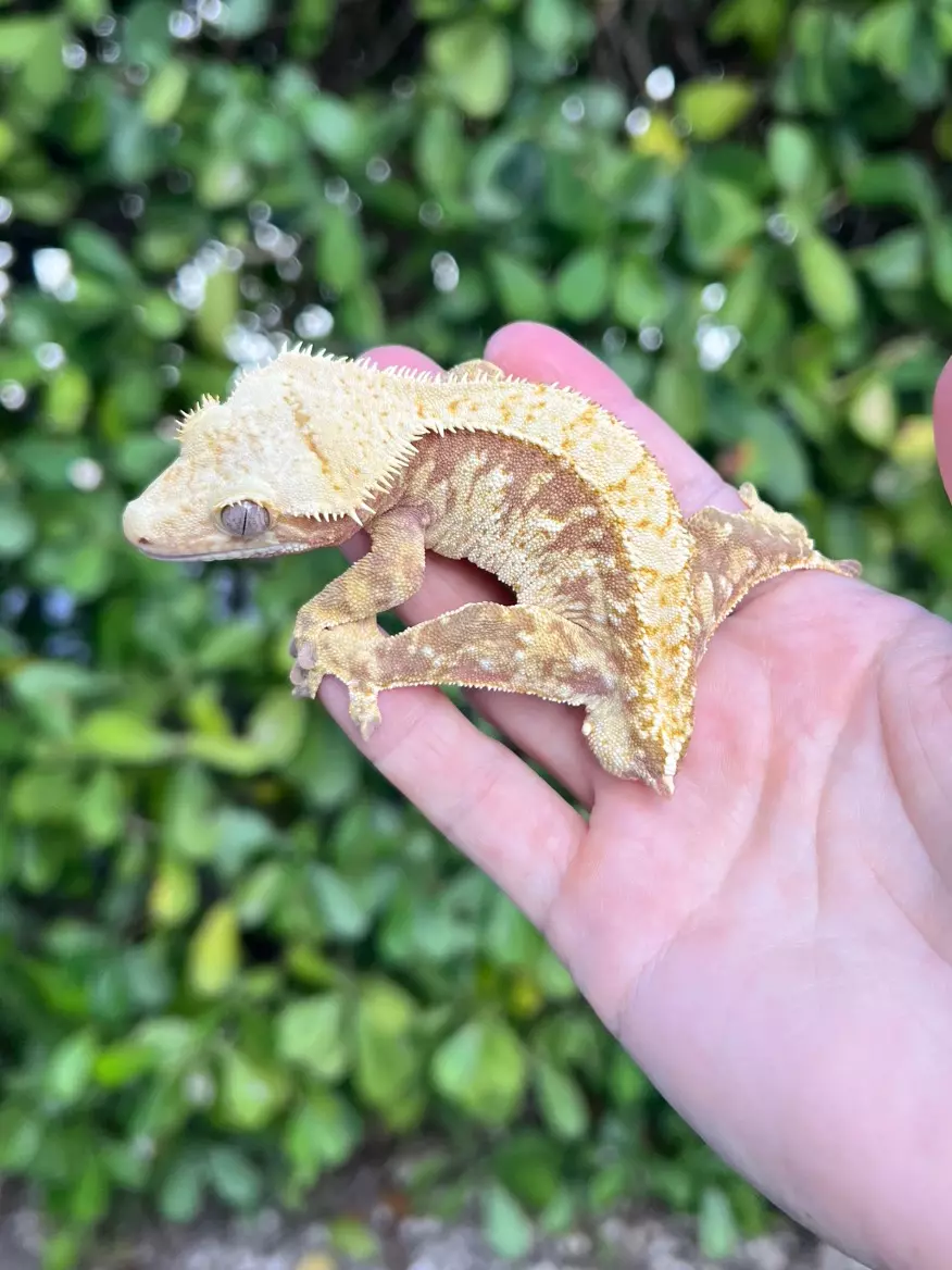 plant/Red Extreme Harlequin Male (MAG2)-0