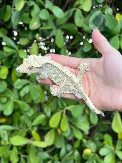 plant/Cream Harlequin Male (Echo)-0-thumbnail