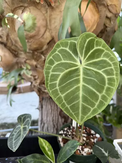 plant/6” Anthurium clarinervium-0-thumbnail