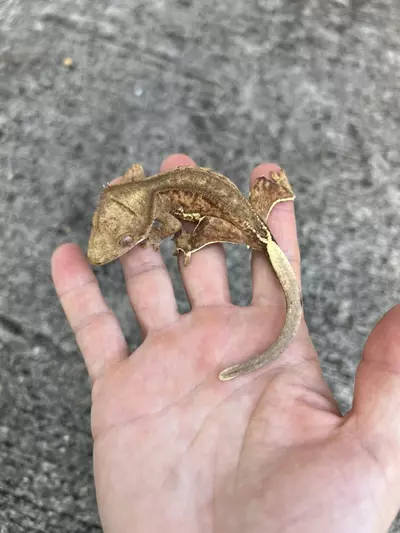 plant/GN Margin Line Phantom Lilly White Male (25CG-63)-0-thumbnail