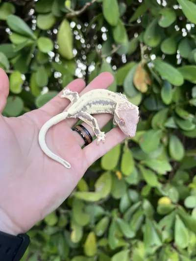 plant/Frappuccino Soft Scale Female (25CG-58)-0-thumbnail