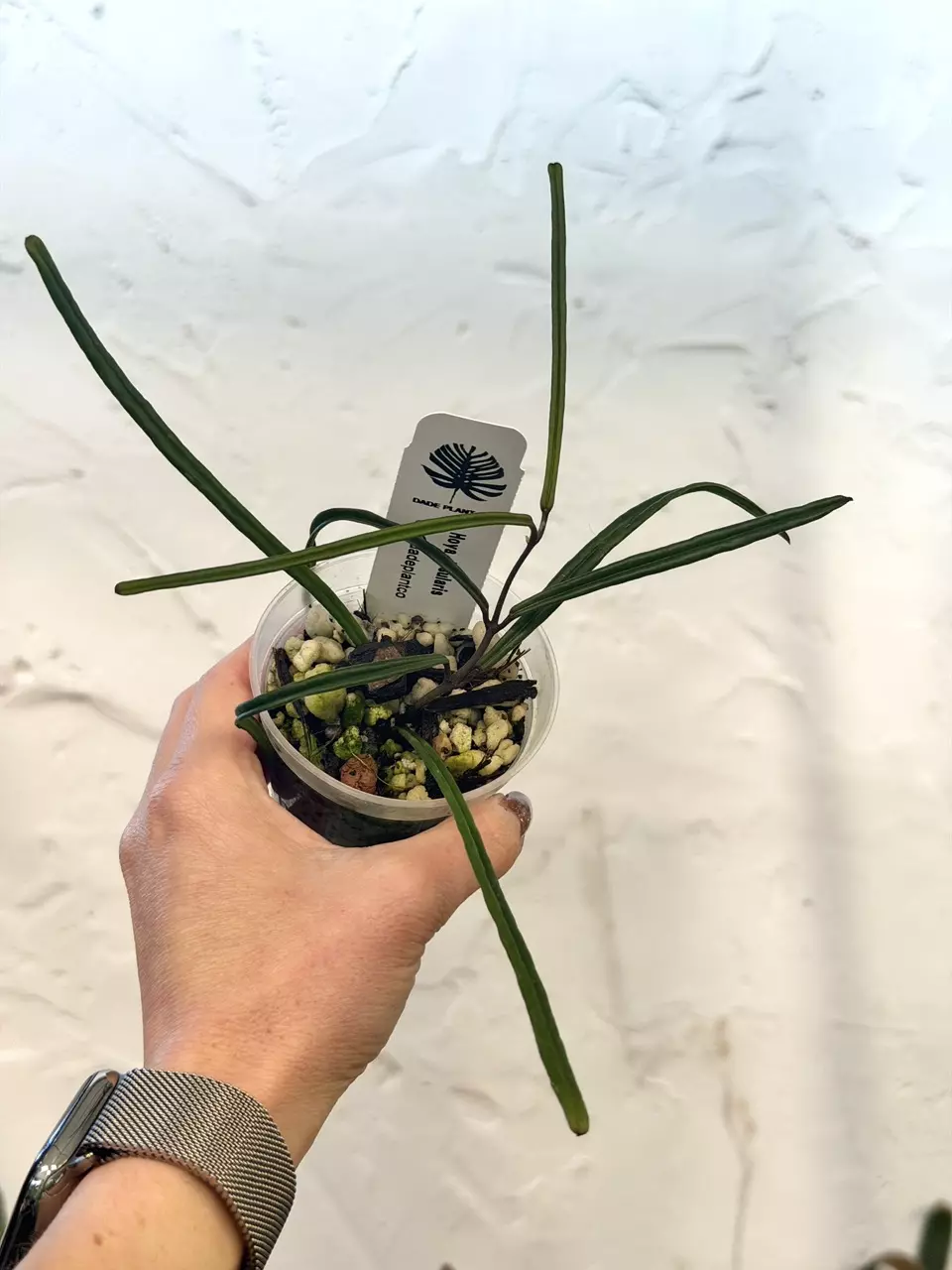 plant/Deal of the Day: Hoya insularis-0