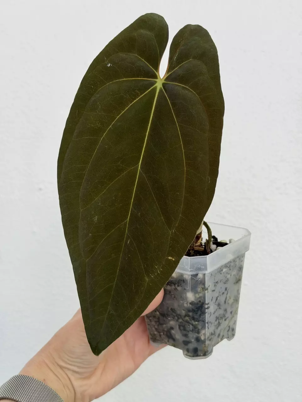 plant/3” Anthurium papillilaminum-0