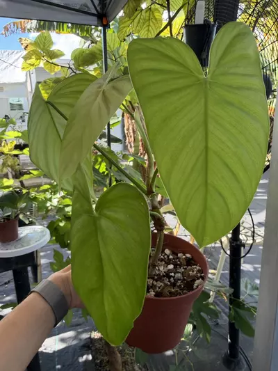 plant/5” Philodendron sharoniae-0-thumbnail