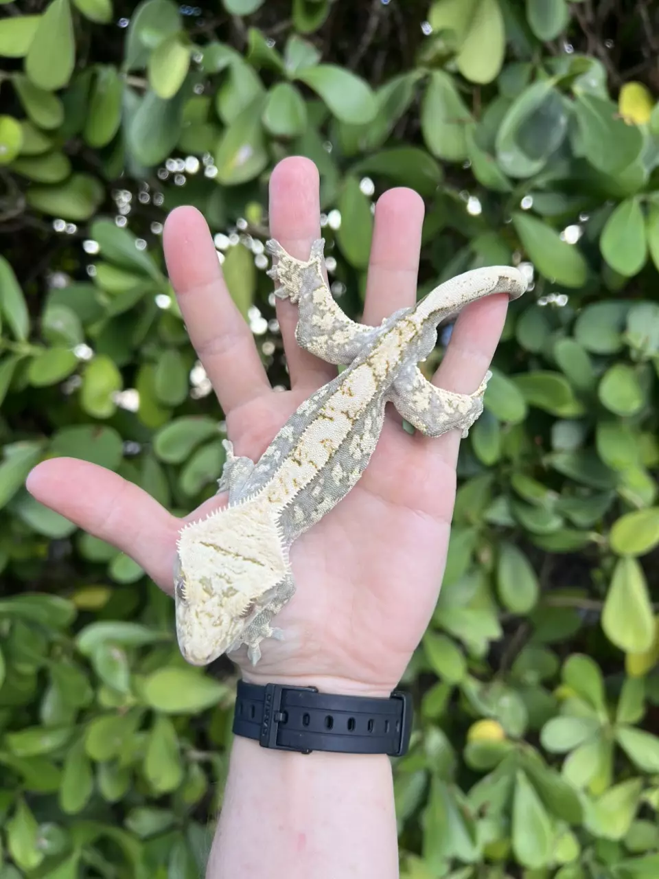 plant/Cream Harlequin Male (Echo)-2