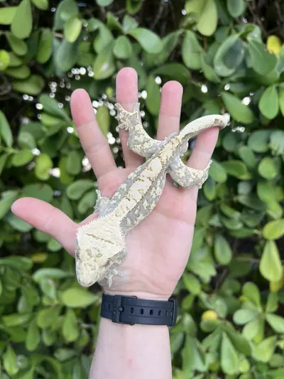 plant/Cream Harlequin Male (Echo)-2-thumbnail