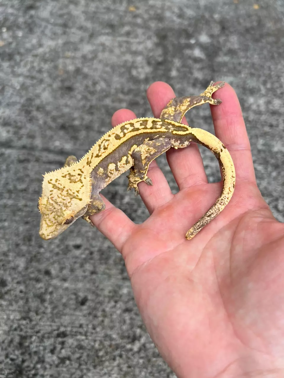 plant/Lav Tang Empty Back White Out Soft Male (1135CS24)-0