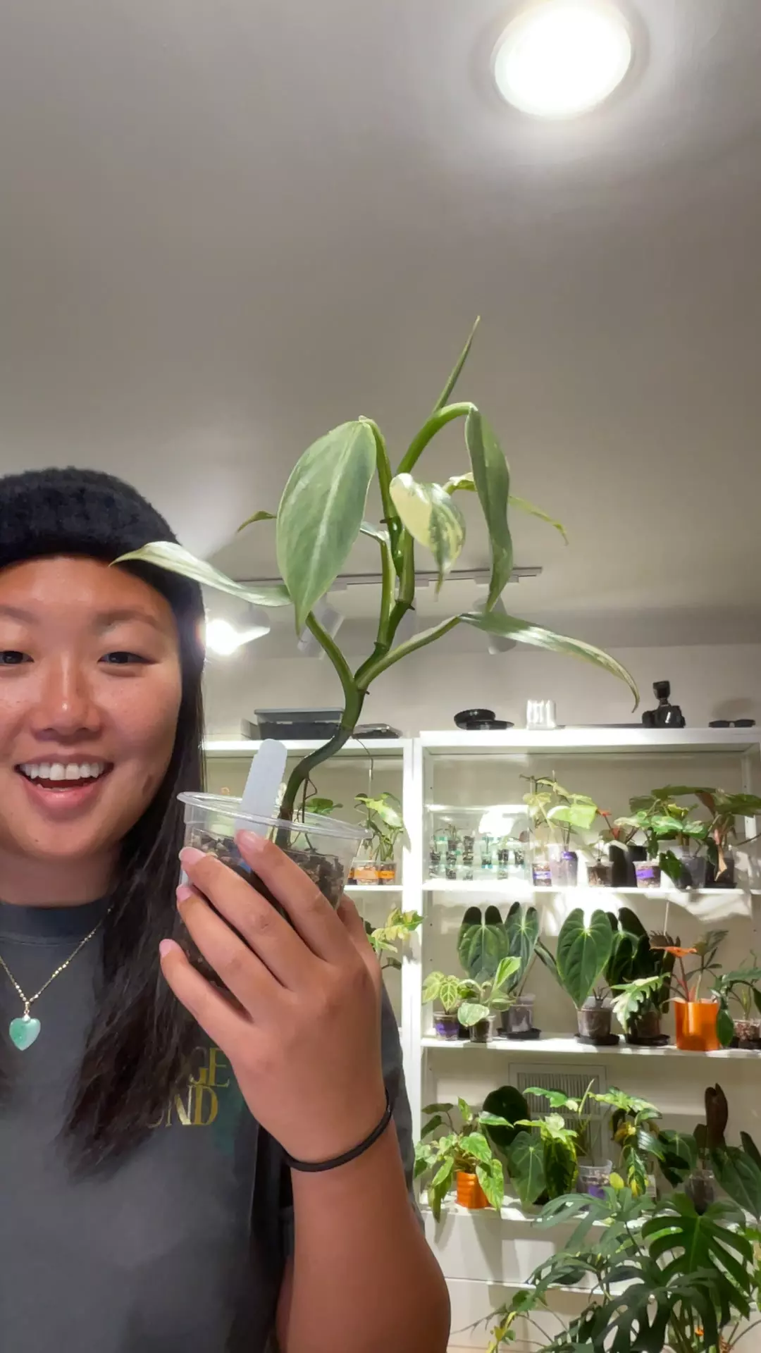 plant/(FDE4) - P. Hastatum 'Silver Sword Var'-0