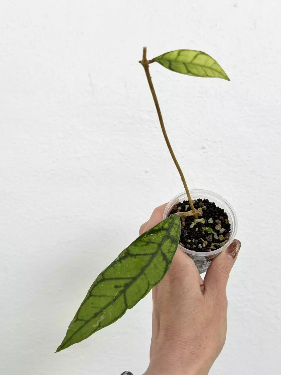 plant/Hoya callistophylla ‘Zebra’ - Rooted in fluval/pon-0