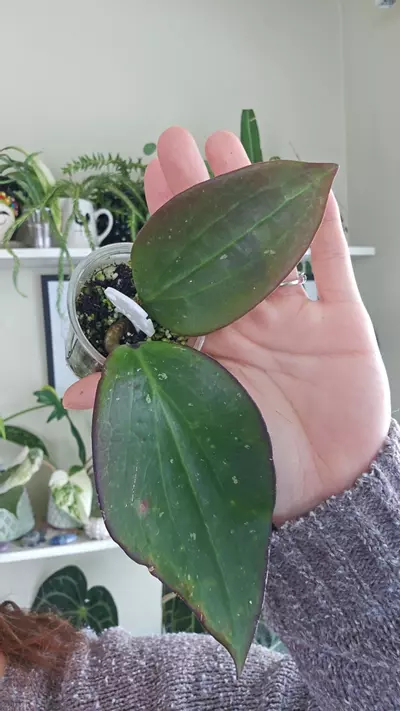 plant/potsii borneo-0-thumbnail