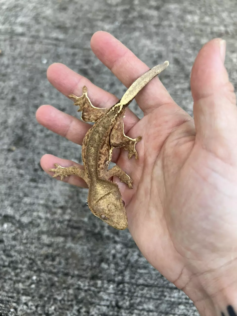 plant/GN Margin Line Phantom Lilly White Male (25CG-63)-2