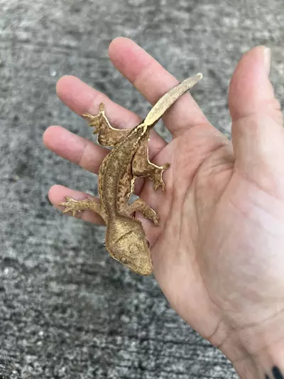 plant/GN Margin Line Phantom Lilly White Male (25CG-63)-2-thumbnail