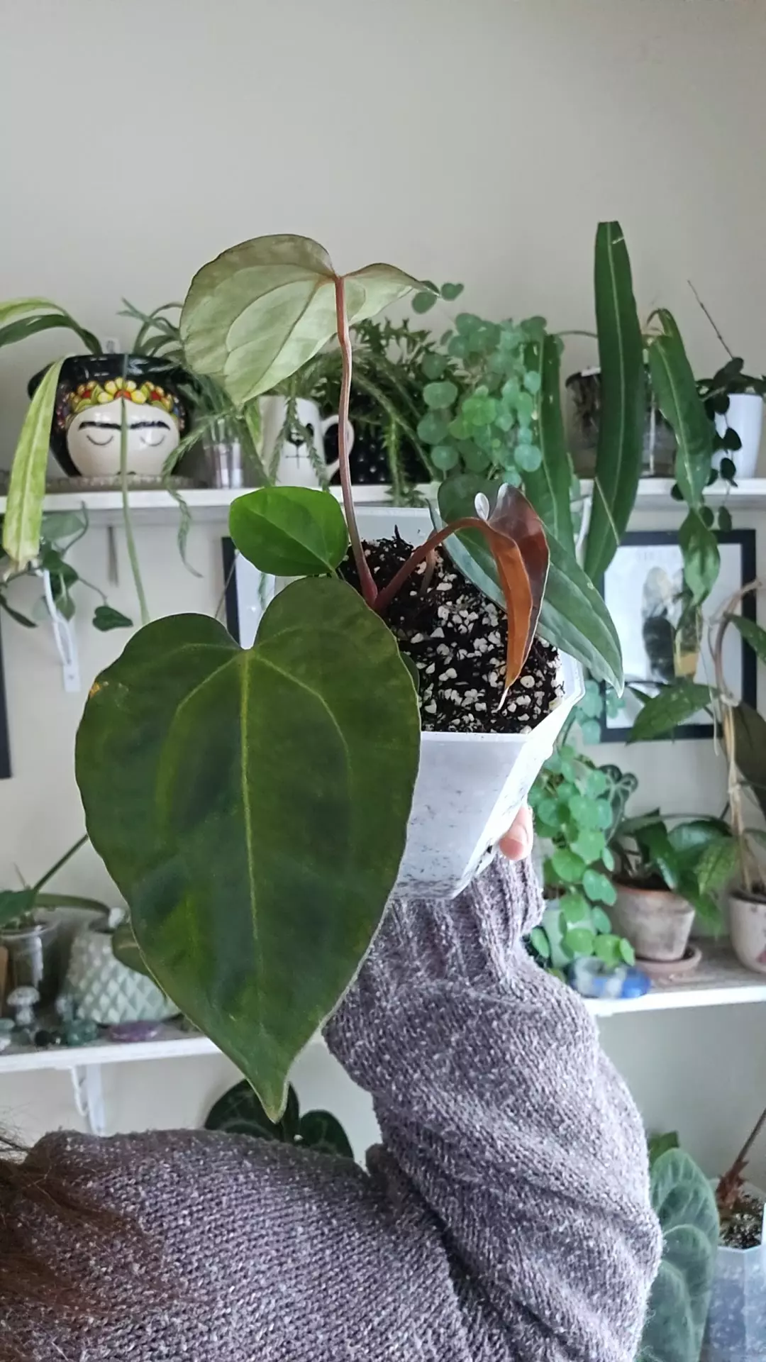 plant/wuhoo first night-0