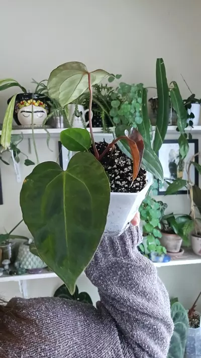 plant/wuhoo first night-0-thumbnail