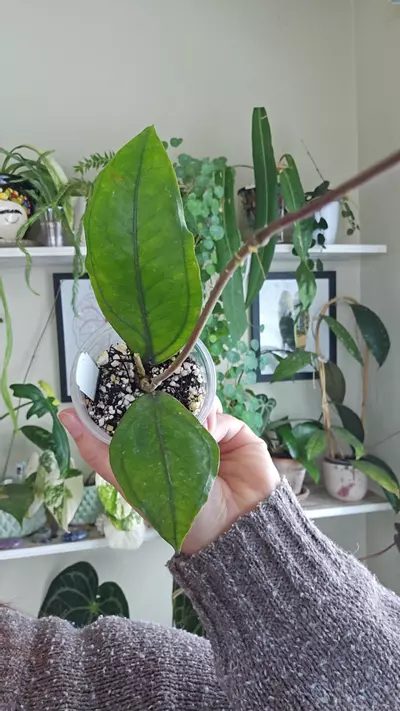 plant/aceh gomas-0-thumbnail