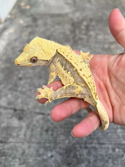 plant/Lavender Pin White Wall Soft Female (919CS24)-0-thumbnail