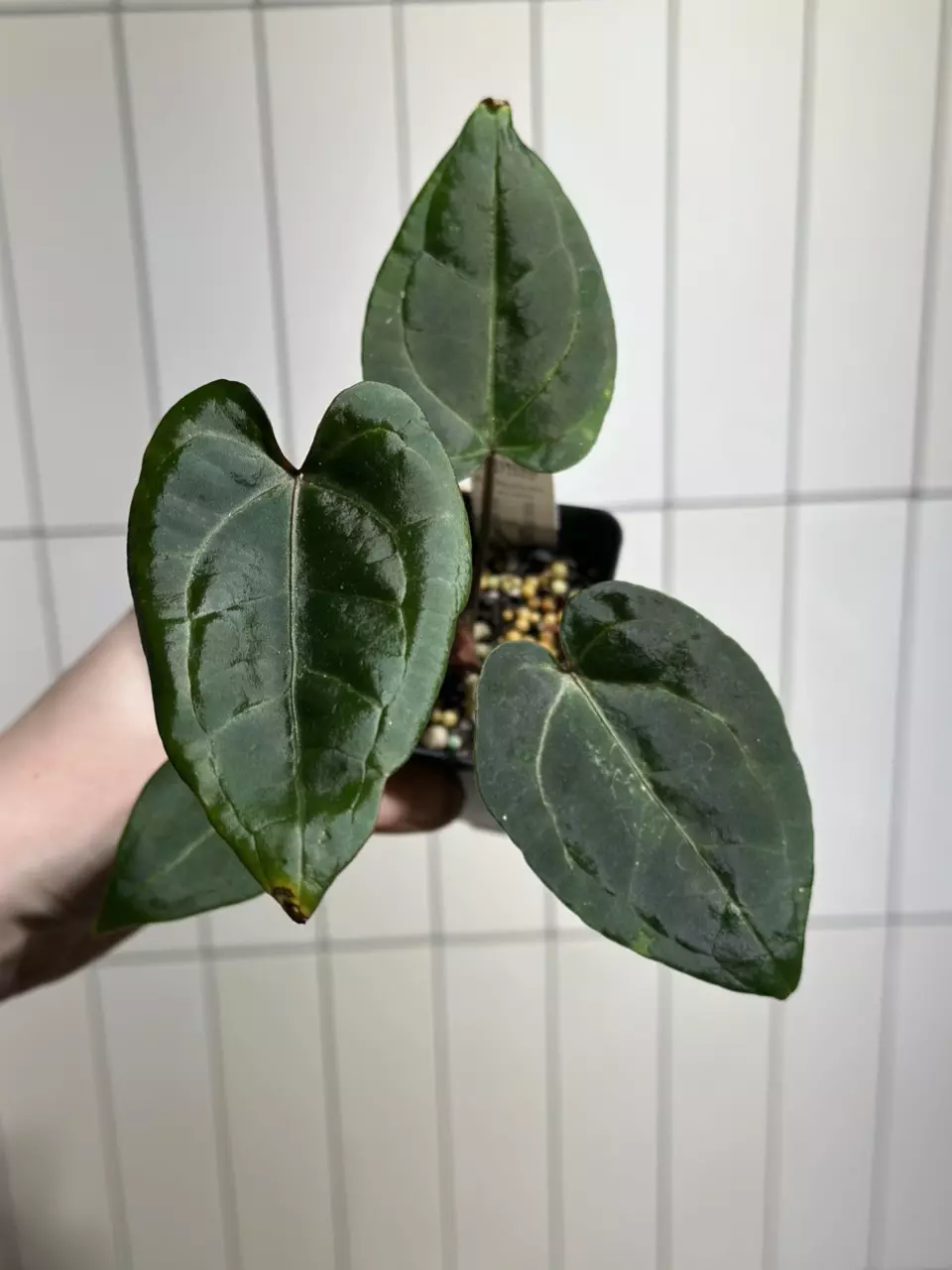 plant/Pink Lemonade x Red Spider FP1-0