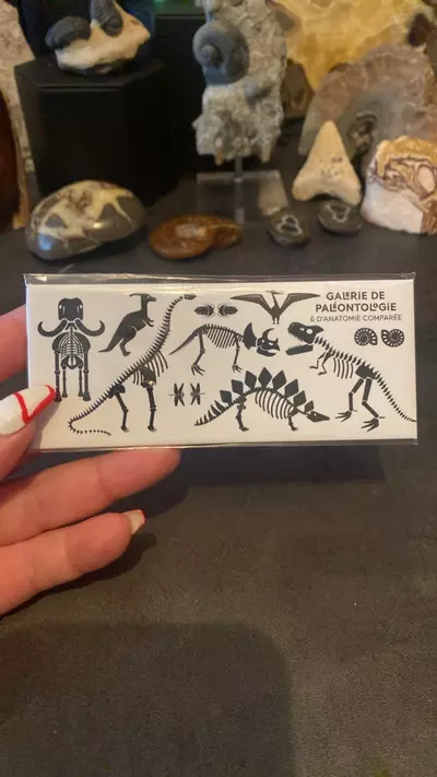 plant/Galerie de Paléontologie Paris Magnet-0-thumbnail