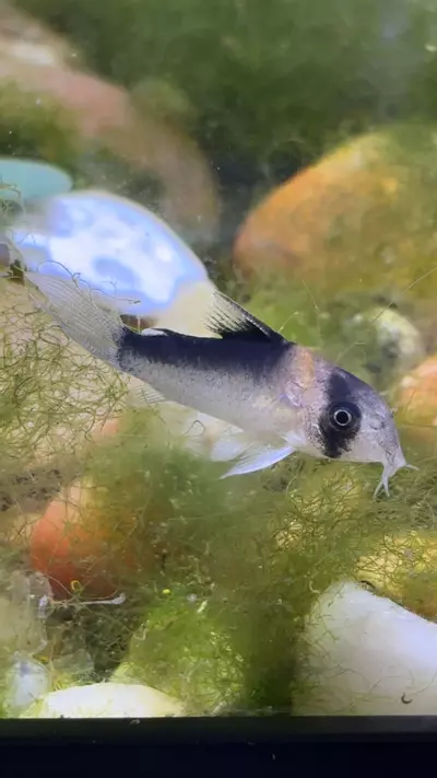 plant/Adolfo Cory-0-thumbnail