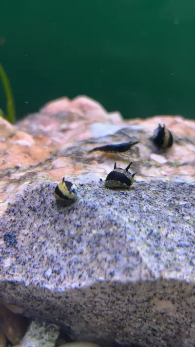 plant/Spiked Nerite x3-0-thumbnail