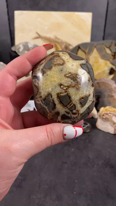 plant/Utah Septarian-0-thumbnail