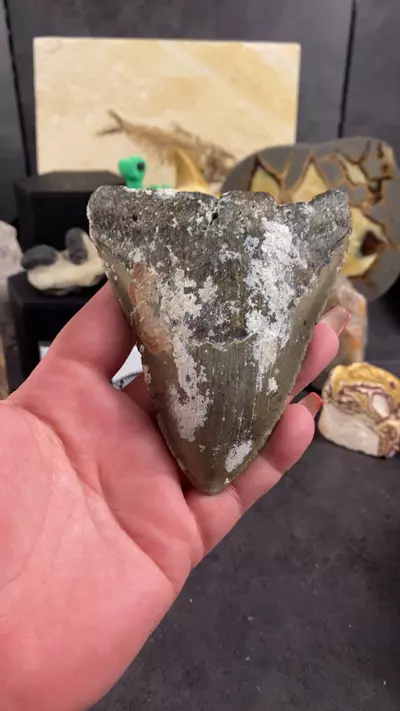 plant/Meg-0-thumbnail