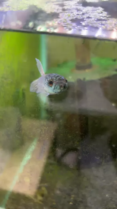 plant/Atunta Betta Pair-0-thumbnail