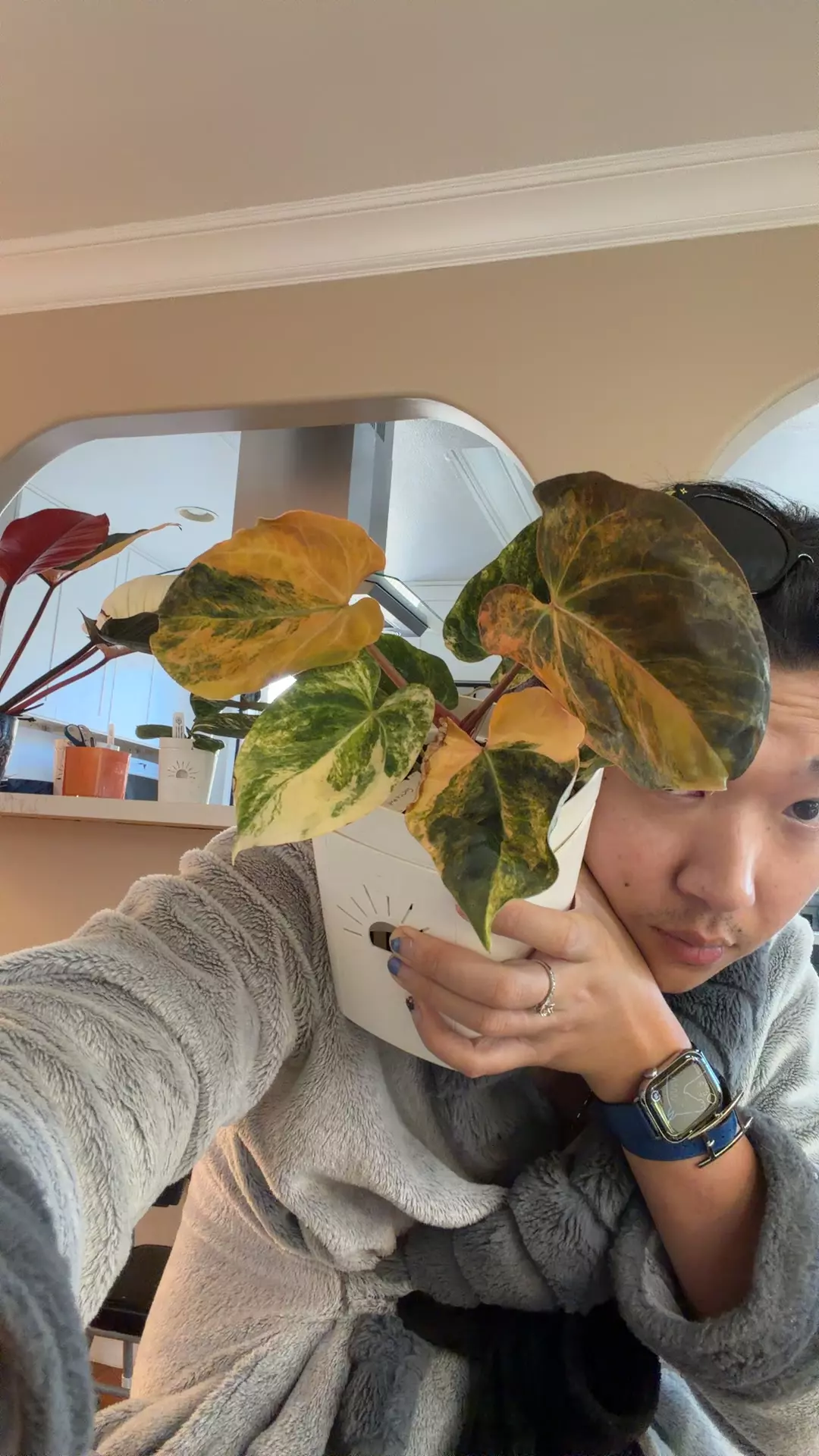 plant/very orange var anthurium cutting - CUT TO ORDER-0