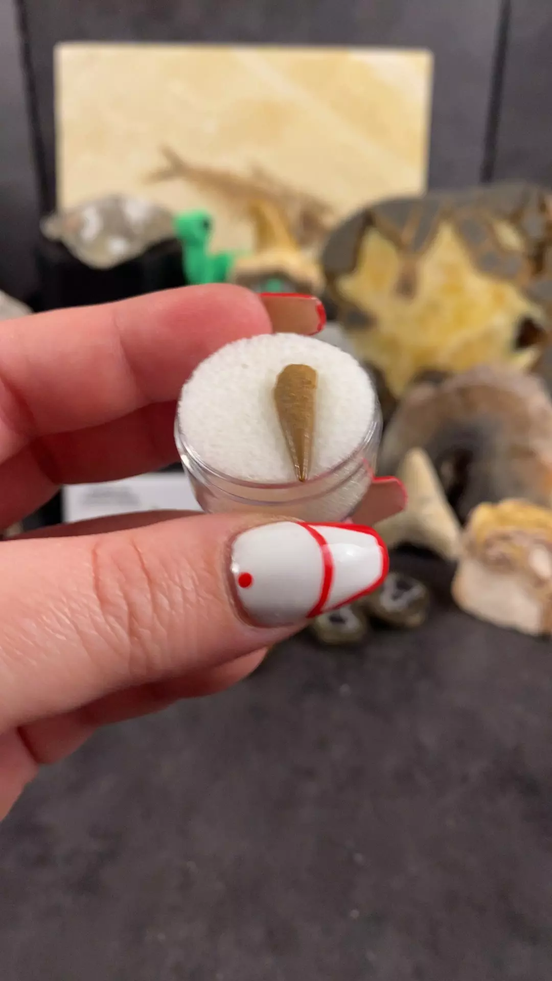 plant/pterosaur Tooth-0