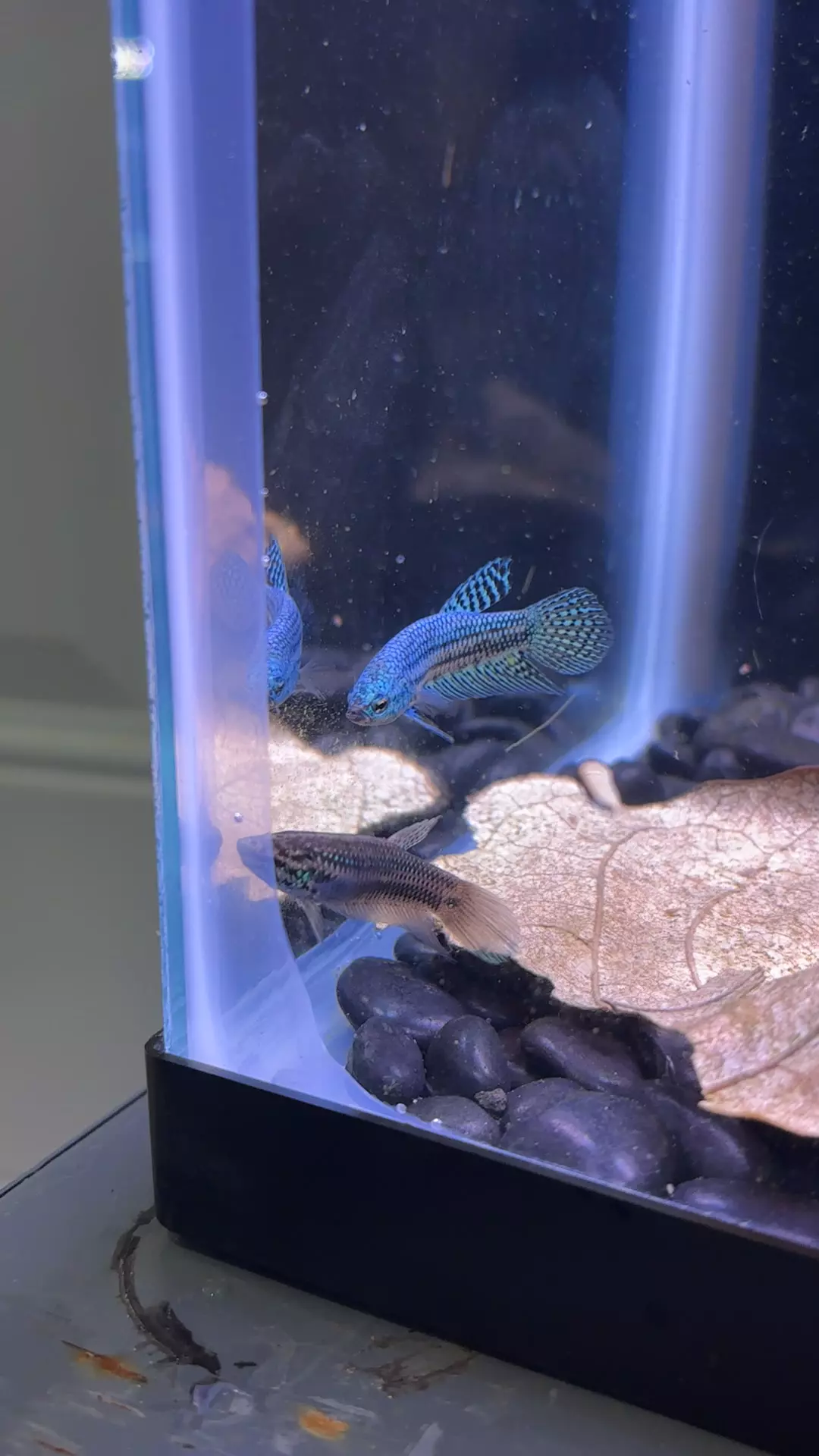 plant/Hybrid Wild Alien Betta Pair-0