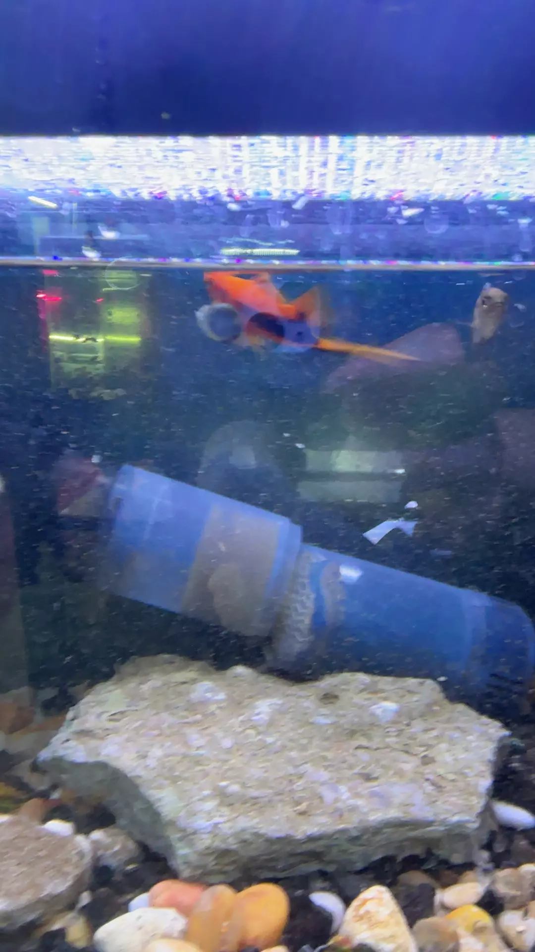 plant/K7 Hamburg Sword Pair-0