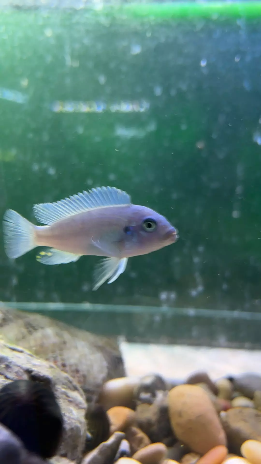 plant/Cobalt Blue African-0