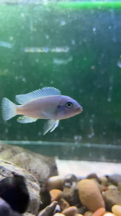 plant/Cobalt Blue African-0-thumbnail