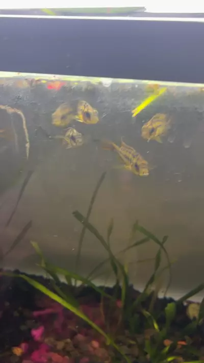 plant/Rock Kribensis-0-thumbnail