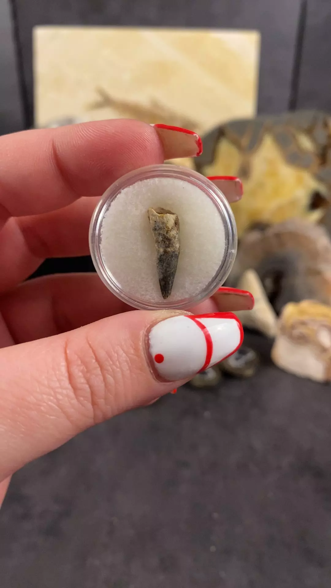 plant/pterosaur tooth-0