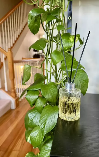 plant/Chill Vibes Reed Diffuser-0-thumbnail