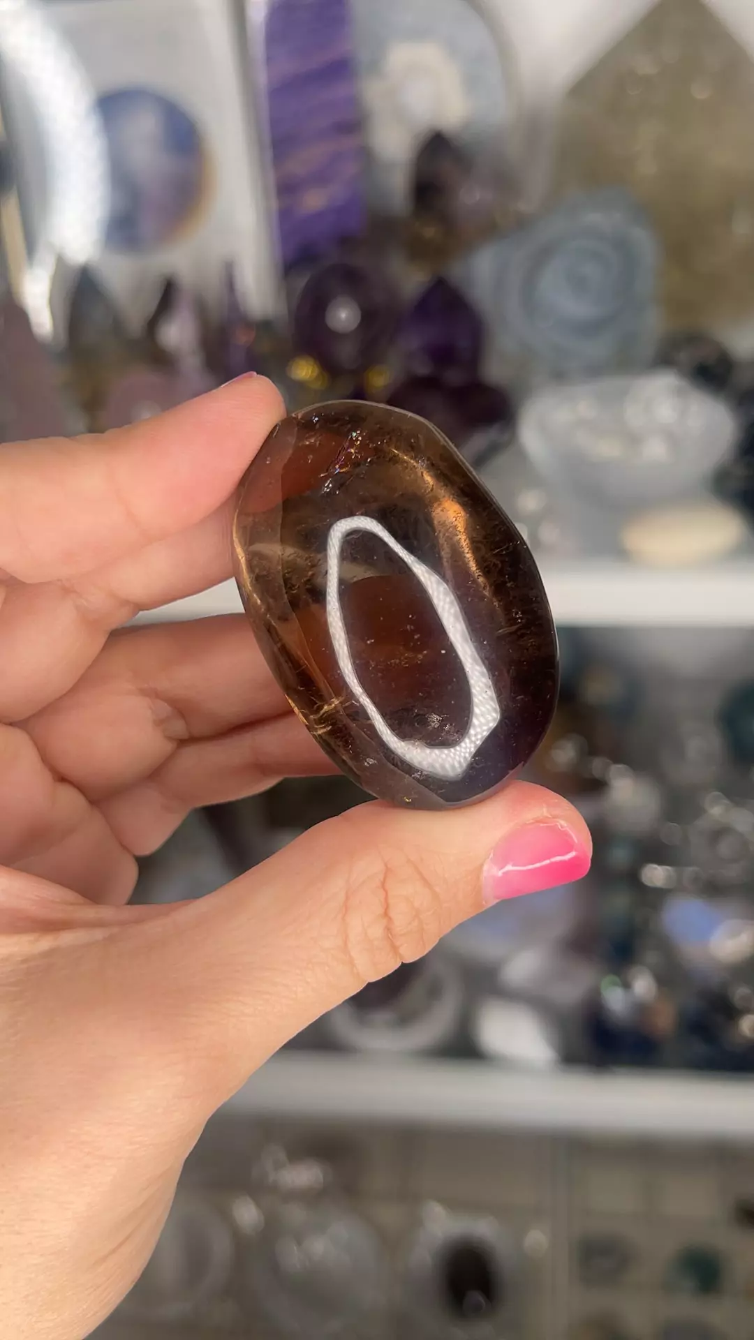 plant/AAA smoky palm 30-0