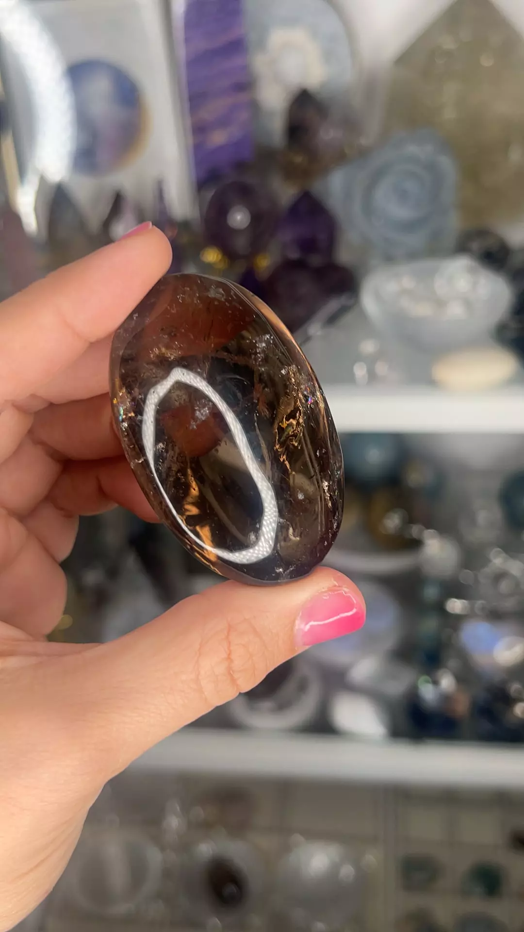 plant/AAA BRAZILIAN SMOKY PALM  36-0