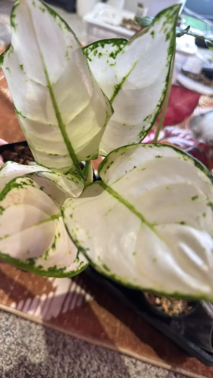 plant/Aglaonema super white-0