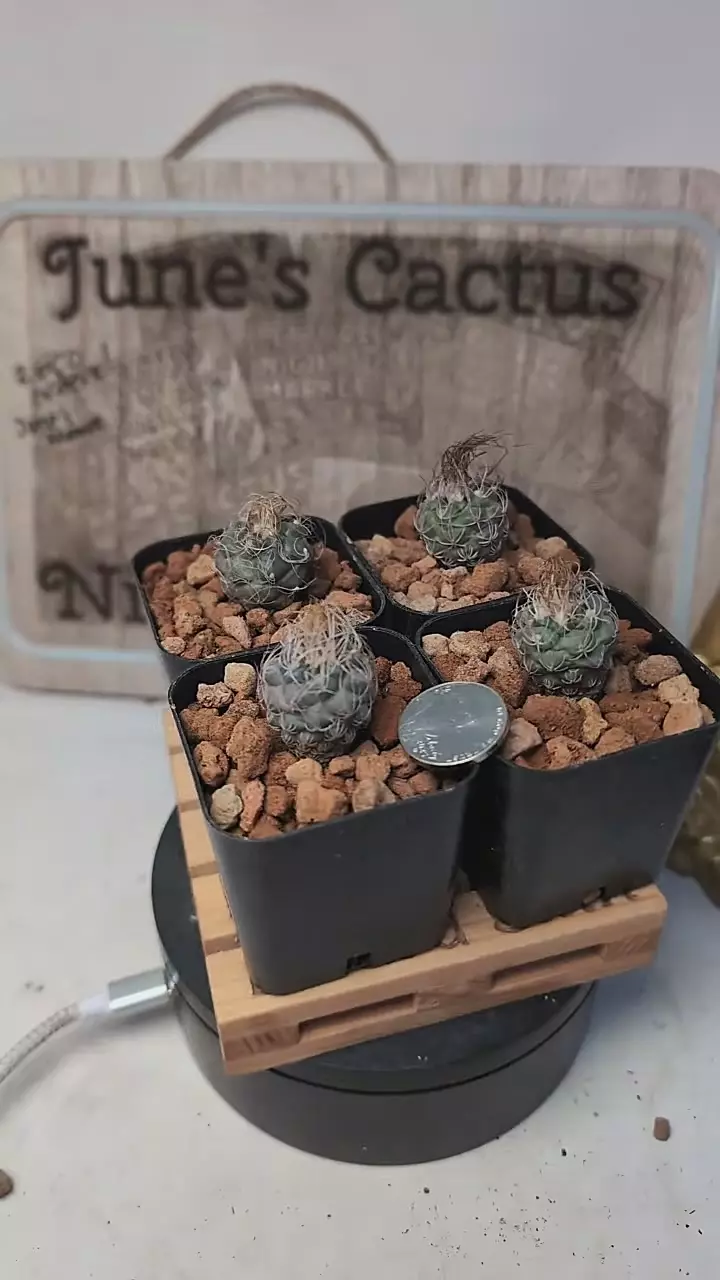 plant/k524 Turbinicarpus schmiedickeanus 2" pots gc-0