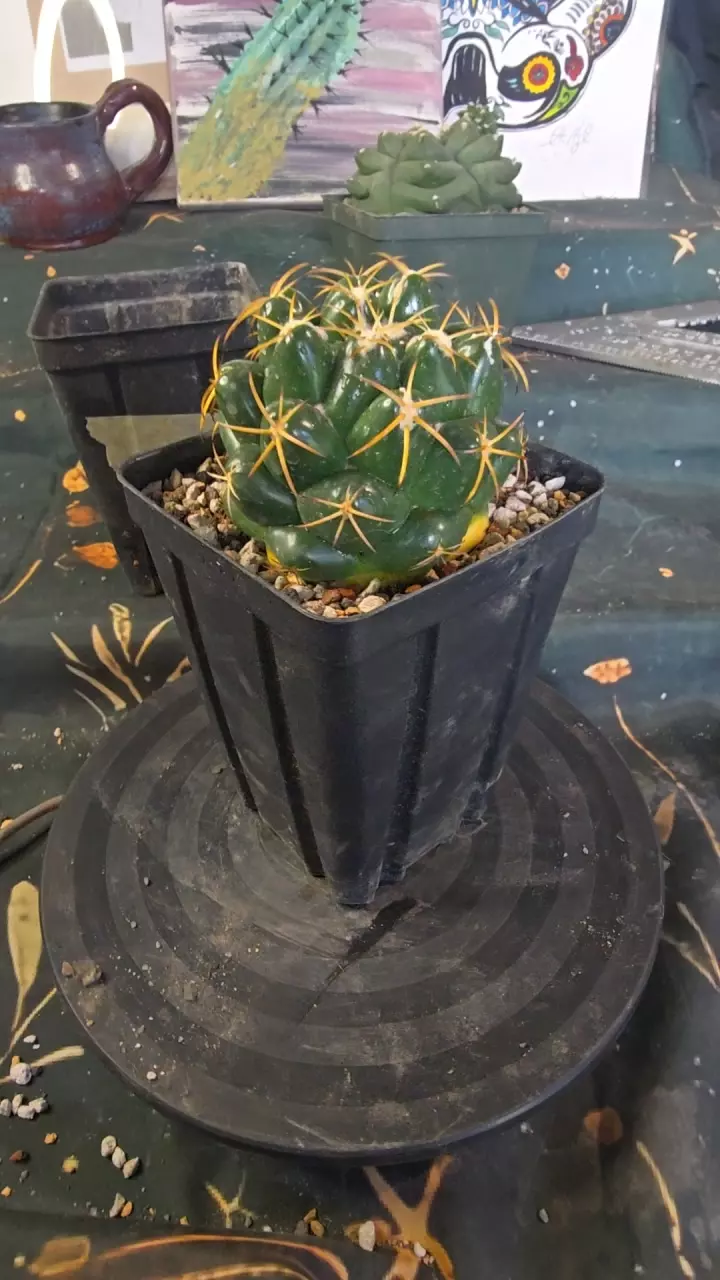 plant/Cory bumamma-0