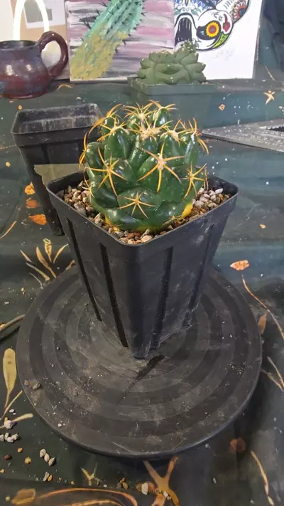 plant/Cory bumamma-0-thumbnail