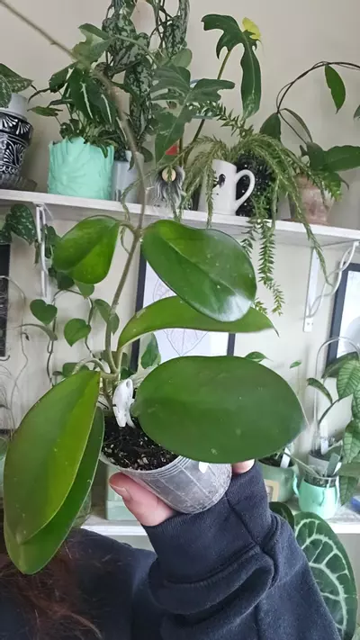 plant/skinneriana-0-thumbnail