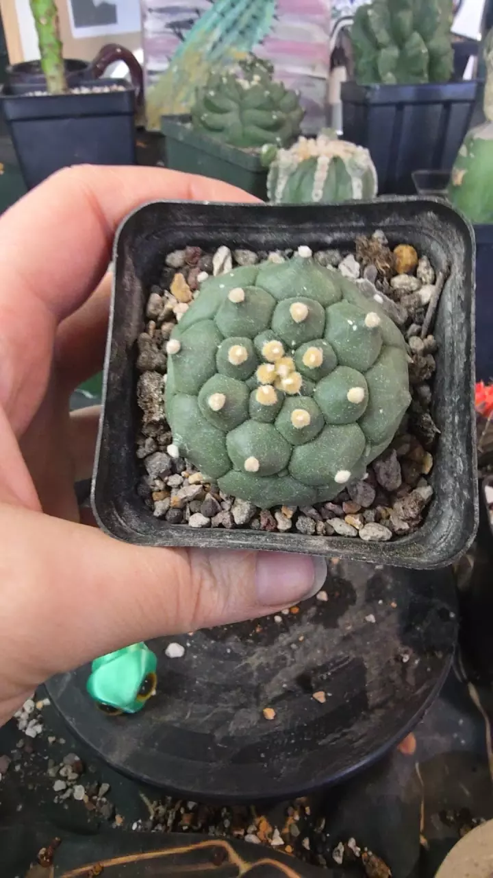 plant/asterias kikko durian-0