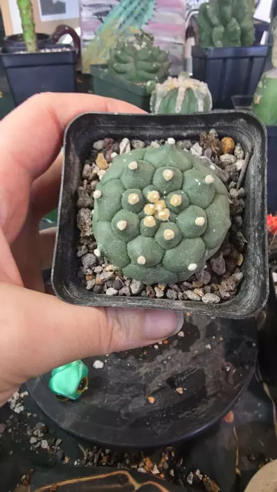 plant/asterias kikko durian-0-thumbnail