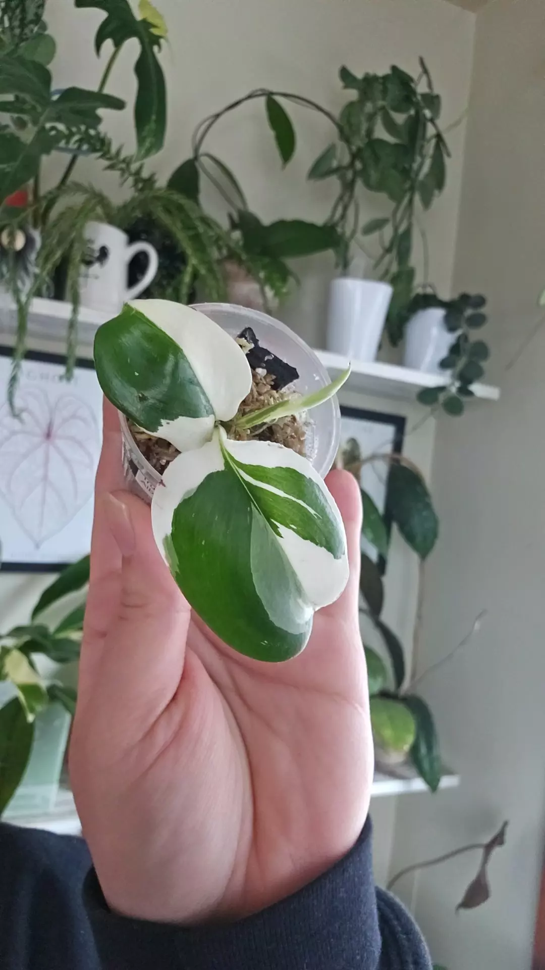 plant/trubii black albo-0