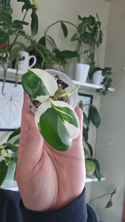 plant/trubii black albo-0-thumbnail