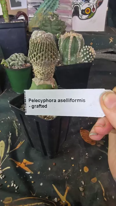 plant/see pic-0-thumbnail